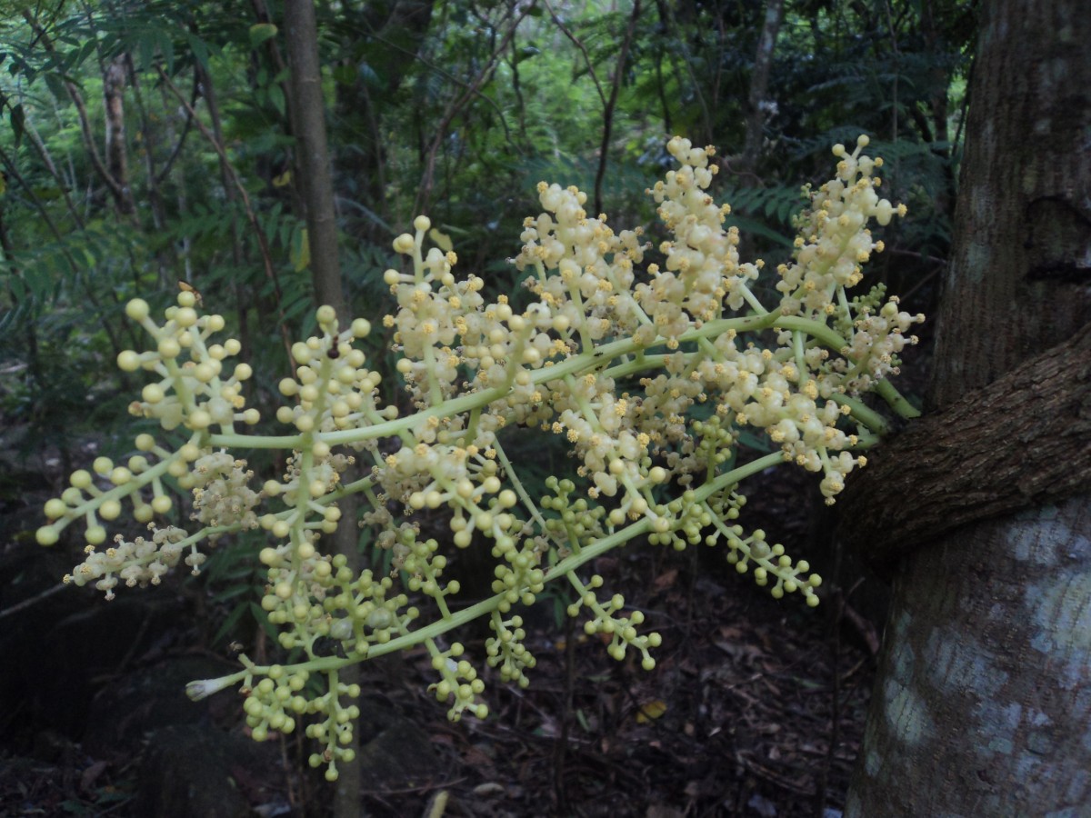 Anamirta cocculus (L.) Wight & Arn.